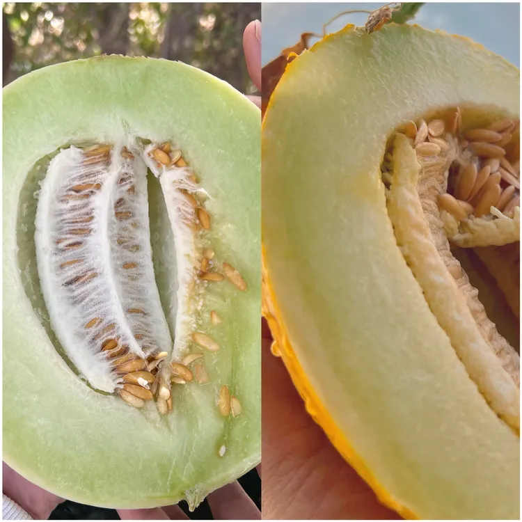 新疆空运直发雷达山歪瓜新鲜果园现摘现发脆甜多汁甜瓜当季水果