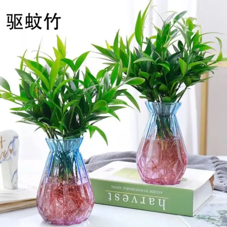 竹柏盆栽水培新宠驱蚊植物室内客厅卧室桌面摆件绿植花卉四季常青