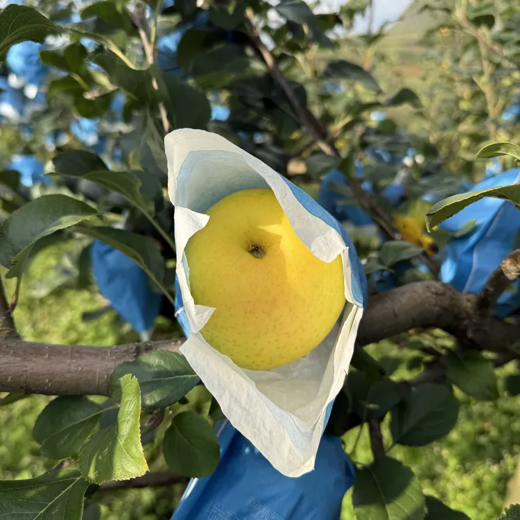 云南高原瑞雪瑞香红丑苹果冰糖心脆嫩多汁纯香甜化渣