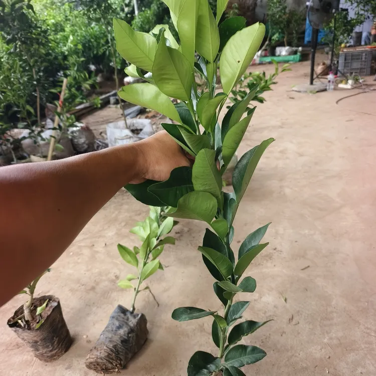 泰国红宝石青柚苗随机发货