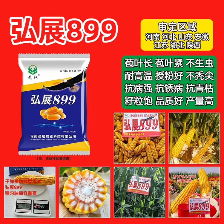 耐高温高产玉米种子弘展899 抗锈病抗青枯抗穗腐苞叶长不秃尖花粒