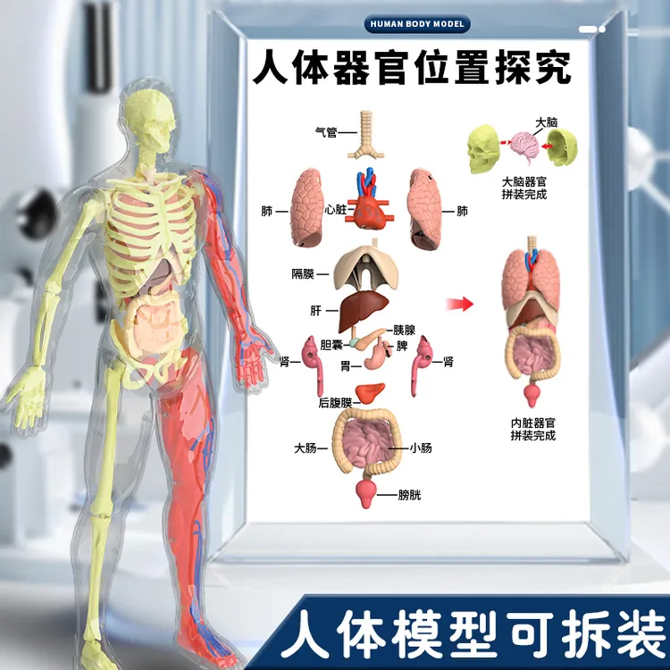 可动人体模型器官结构拆拼装骨骼内脏肌肉医学仿真解剖3d科教玩具