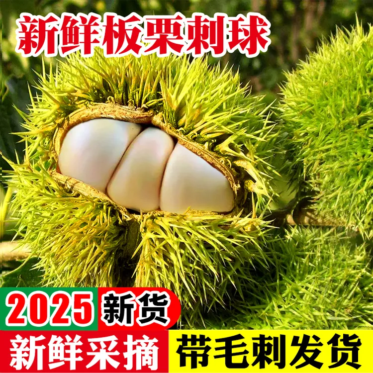新鲜带刺壳板栗球现摘现发香脆清甜可生吃煲汤白皮板栗嫩板栗毛栗