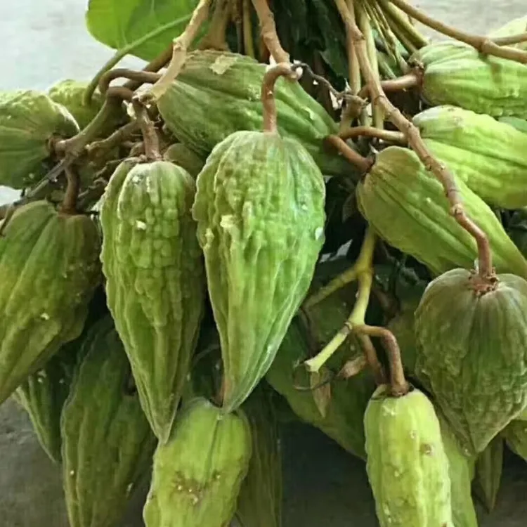云南特产新鲜酸扁果酸果子毛车藤酸果藤果酸时令水果送辣子蘸