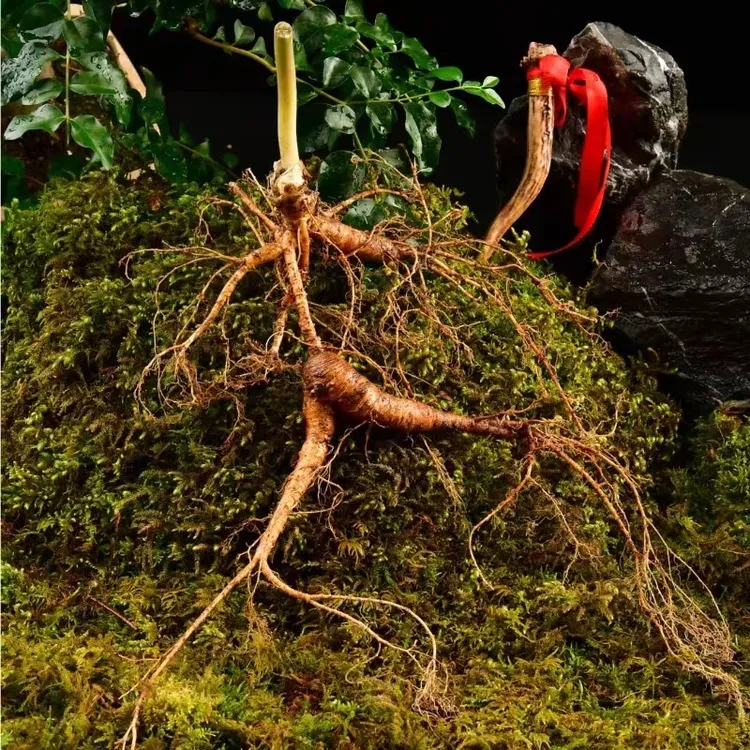 长白山林下鲜人参 直播改价链接