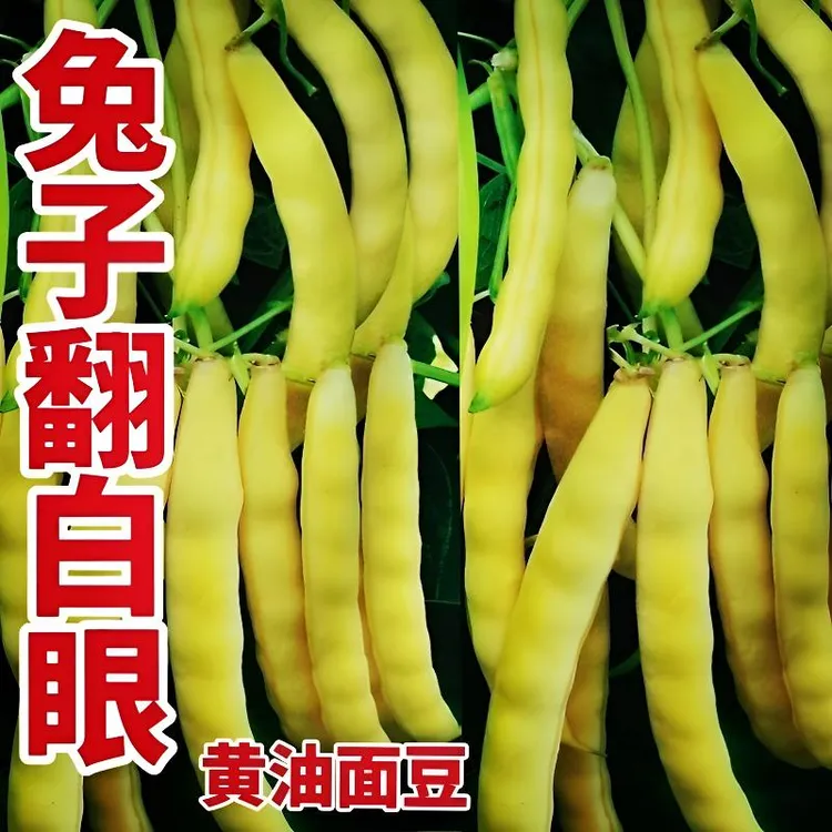 【兔子翻白眼黄油面豆种子】家庭阳台小院盆栽地栽四季种植