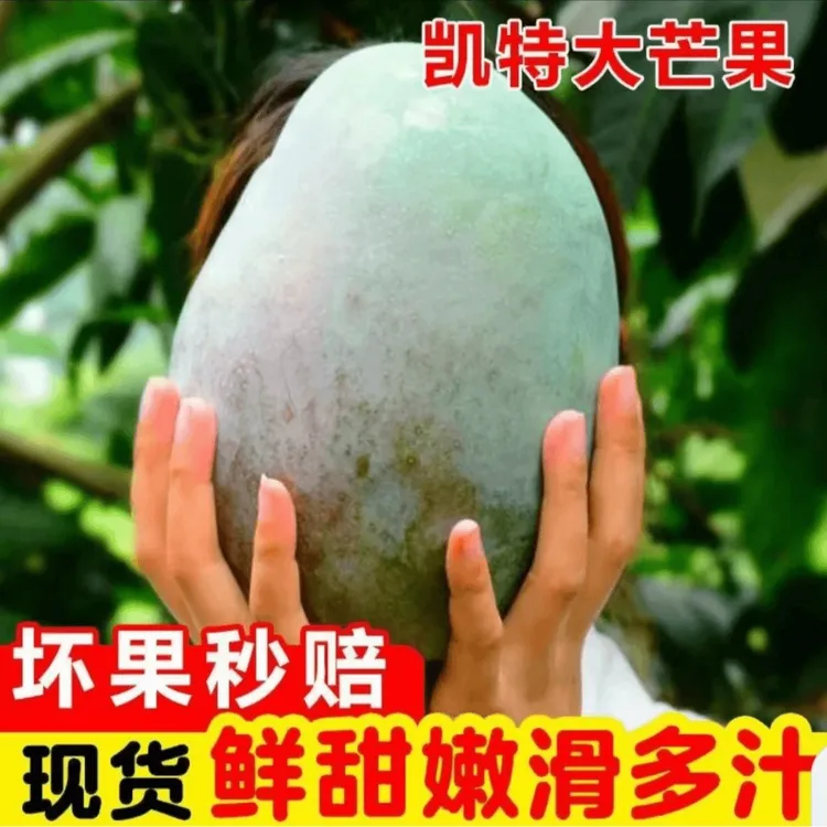【放软食用】攀枝花凯特芒果新鲜当季水果酸甜多汁核小肉多
