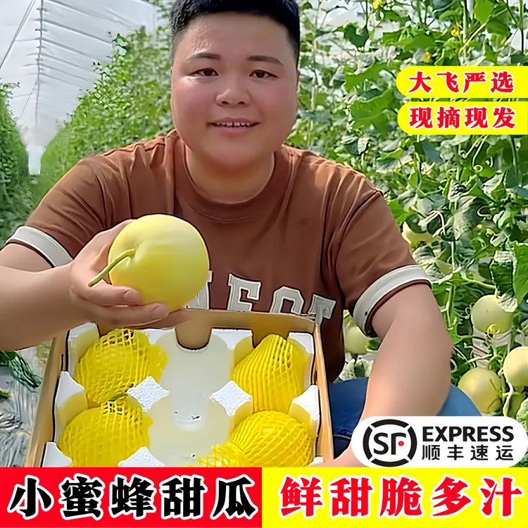 【顺丰包邮】山东小蜜蜂蜜罐甜瓜头茬新鲜应季水果网红甜瓜新鲜现摘
