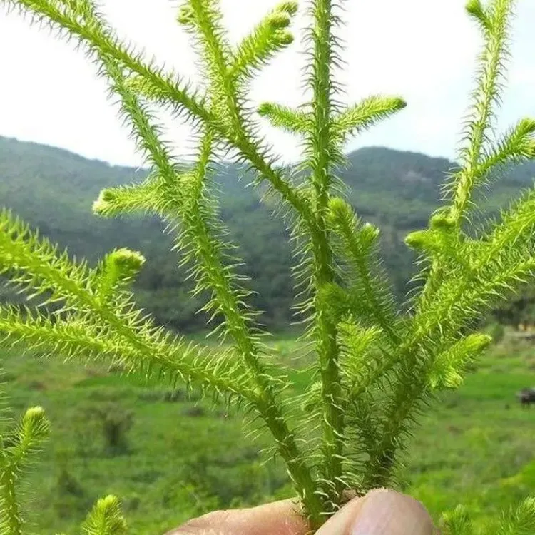 新鲜野生伸筋草正品中药材狮子新货石松舒筋透骨草200g