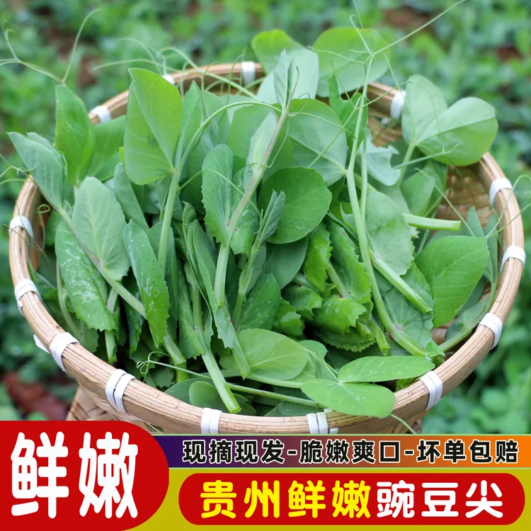 新鲜豌豆尖时令蔬菜贵州现摘现发豆苗蔬菜火锅食材配菜农家露天包
