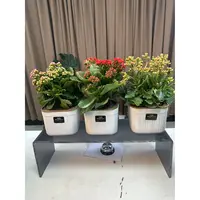 【新疆包邮】130长寿花盆栽植物室内净化空气提高空气质量