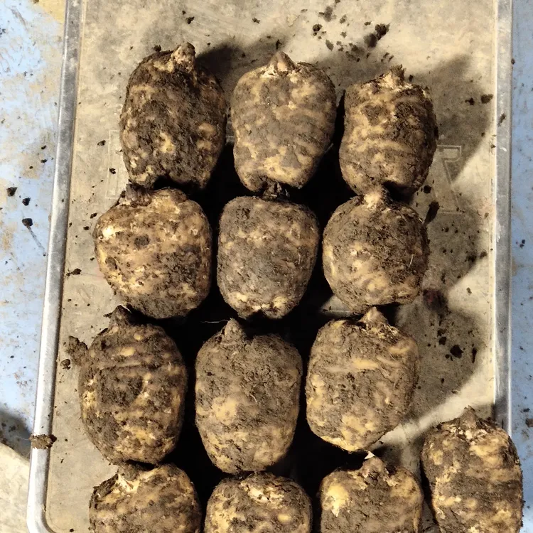 高海拔密林新鲜乌天麻