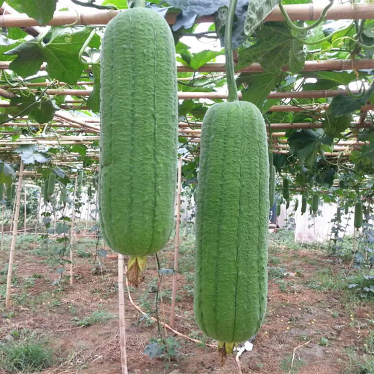 【W】肉丝瓜种子 春夏秋季长香厚肉丝瓜种籽农家庭院爬藤蔬菜种商品图