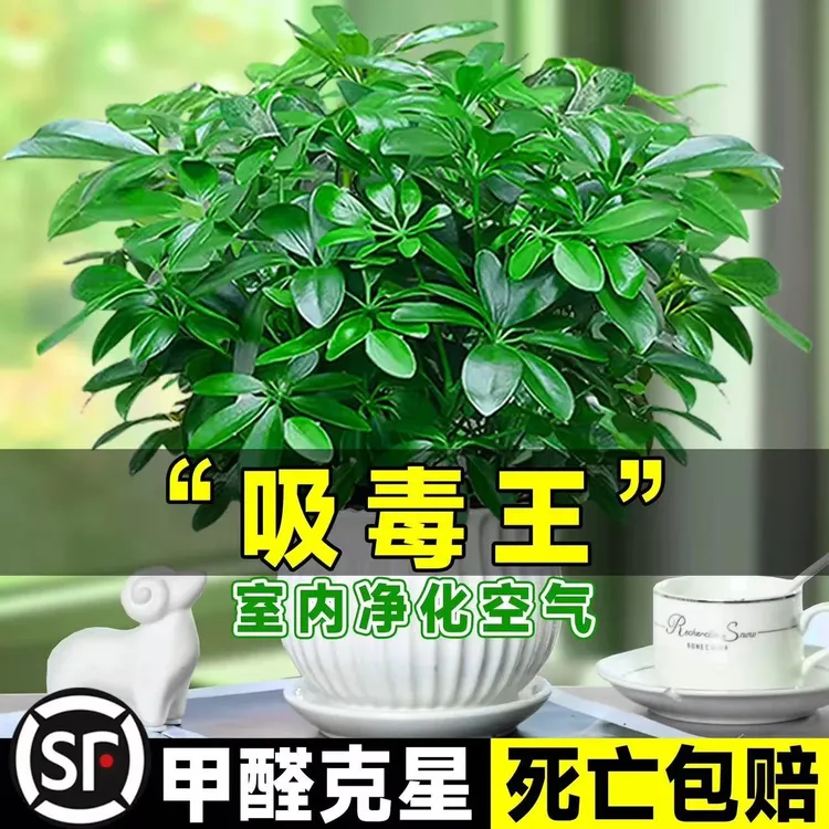 八方来财摇钱树鸭脚木盆栽四季常青桌面防辐射绿植盆栽室内招财树