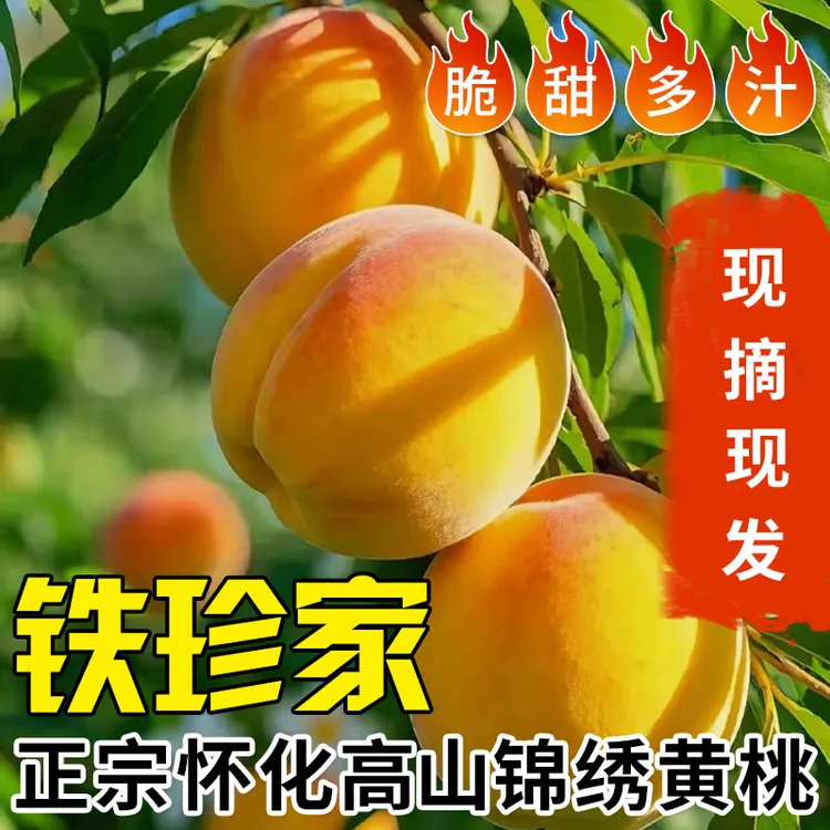 应季新鲜锦绣黄桃甜脆爆汁现摘现发坏果包赔果园直发