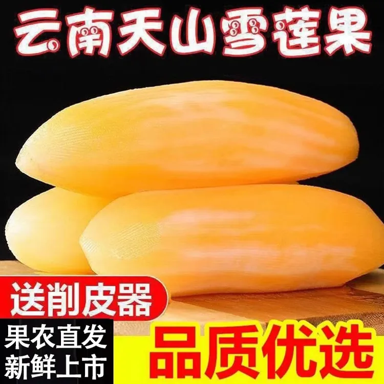 云南天山雪莲果应季新鲜水果黄心清甜脆爽多汁现挖现发场地直发