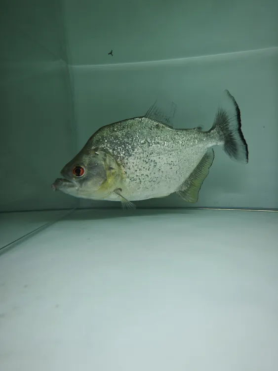 巴西钻黑托坎廷斯黑食红眼钻黑热带观赏鱼