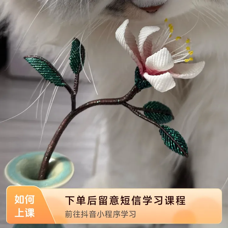 直播作品持续更新课程