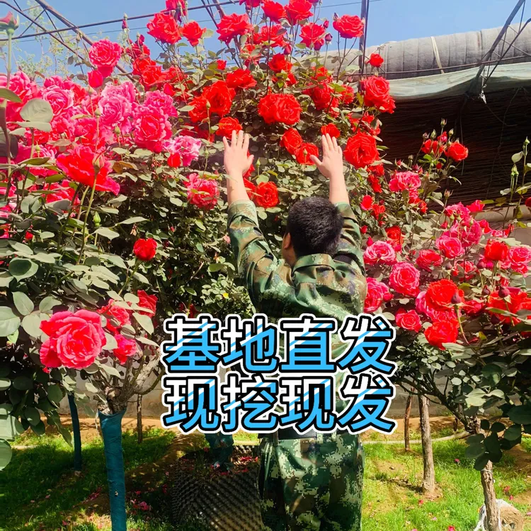 特大花浓香月季老桩花苗大苗适合庭院种植耐寒四季开花