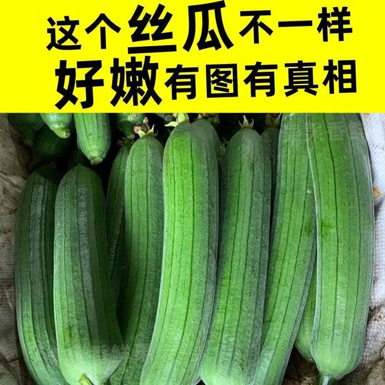 奶油香丝瓜青丝瓜农家新鲜丝瓜绿皮丝瓜时令蔬菜鲜嫩甜商品图