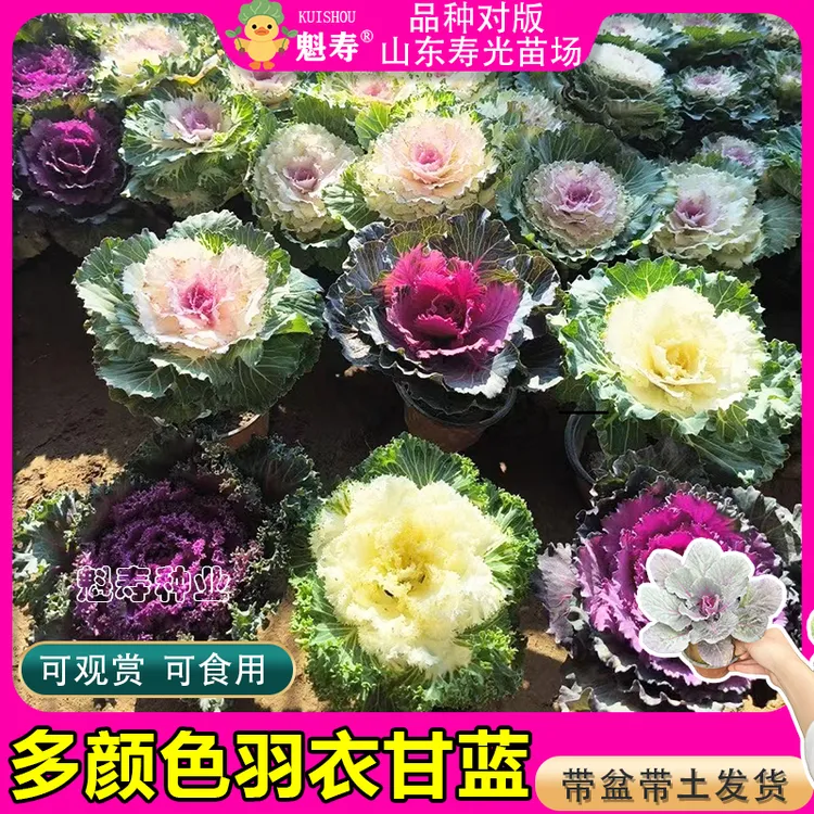 羽衣甘蓝苗叶牡丹冬季耐寒观赏甘蓝菜盆栽庭院绿植园林城市美化