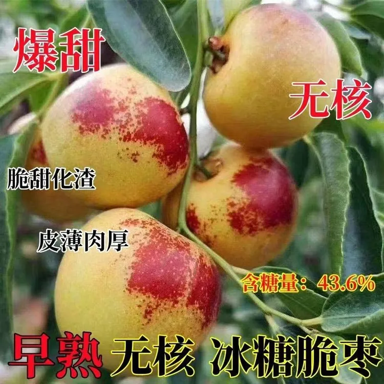 嫁接枣树苗三代冰糖枣盆栽地栽南方北方都可以种植果树苗当年结果