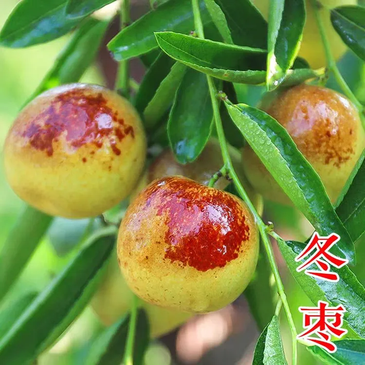 沾化冰糖冬枣树苗地栽果树果苗当年结果北方南方大枣超甜特大庭院