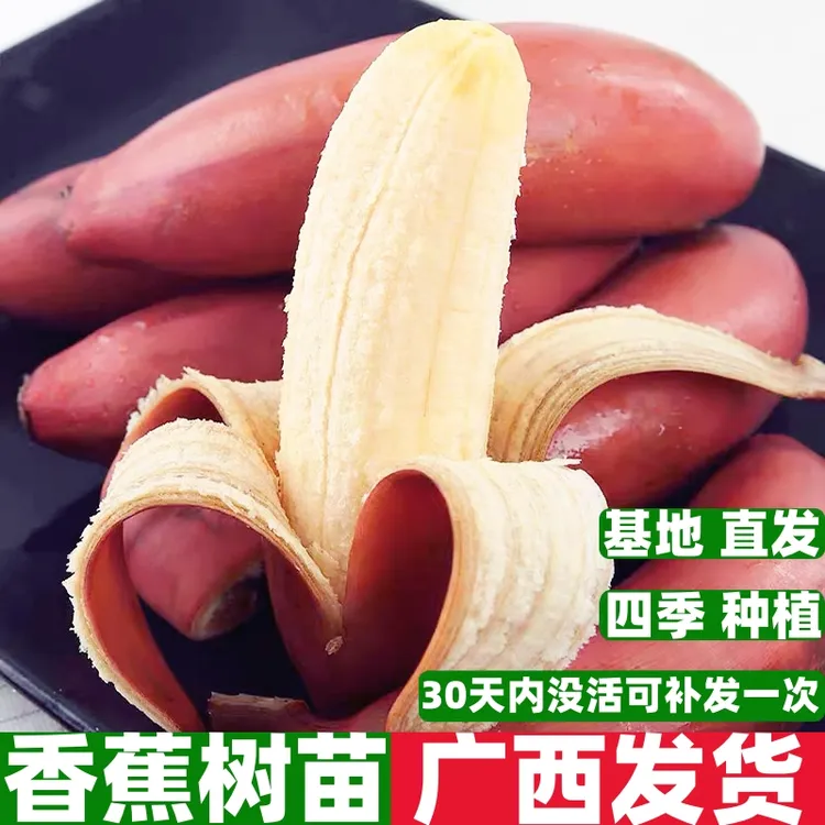 红美人香蕉树苗红皮香蕉南北方四季种植耐寒抗冻当年结果顺丰包邮
