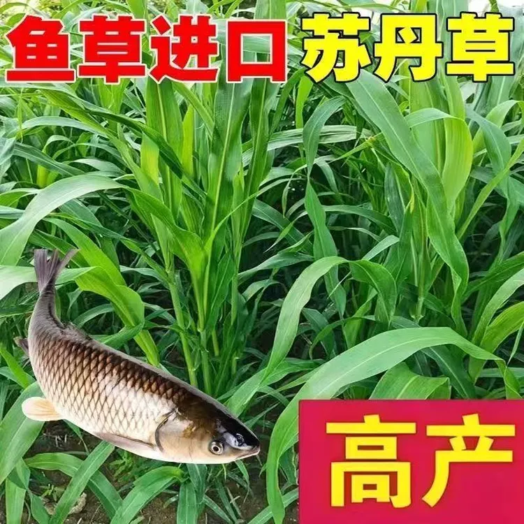 进口苏丹草种子鱼草种籽现割现喂四季牧草养殖牛羊猪鸡鸭鹅鱼草
