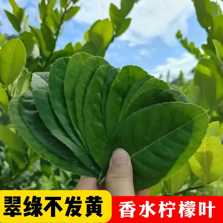 广东新鲜香水柠檬叶烹饪香料新鲜切丝去腥增香鱼生配料