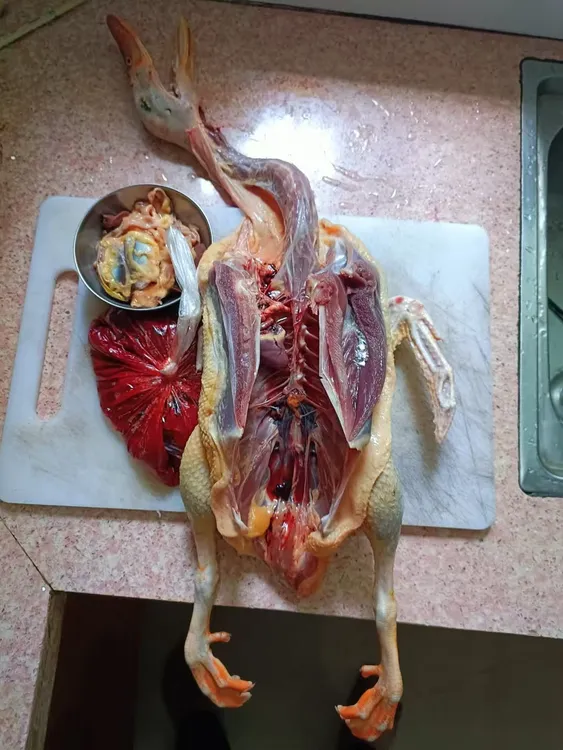 原生态土鸭原滋原味特色血鸭菜顺丰冷链真空包装鸭肝