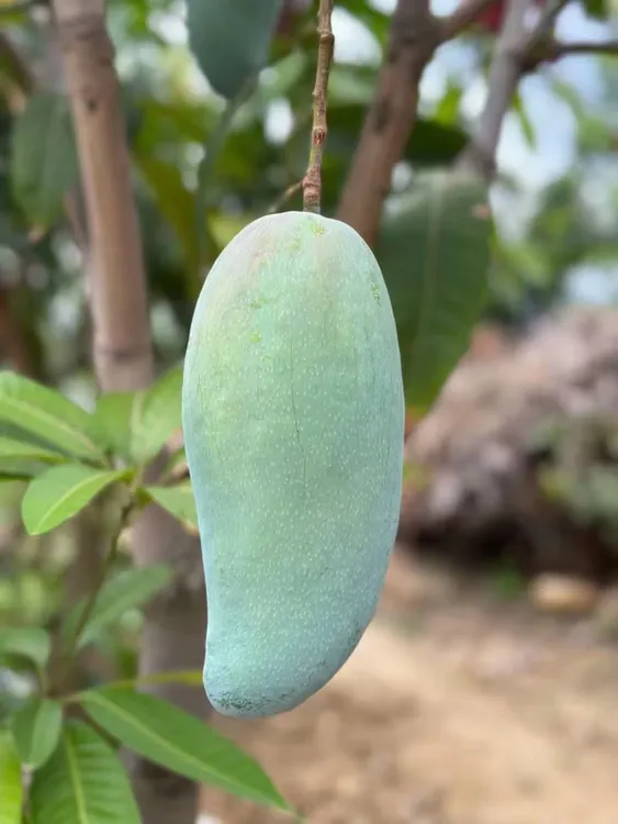 四川攀枝花金煌芒果爆甜新鲜应季水果产地直发包邮