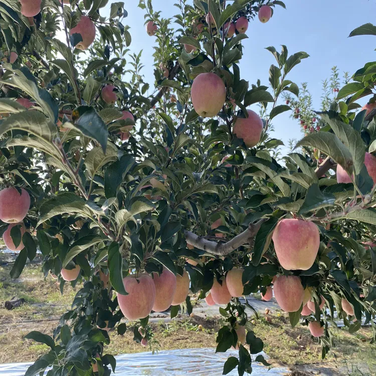 山西苹果头茬新鲜现摘当季脆甜多汁净重4.5kg75-80mm