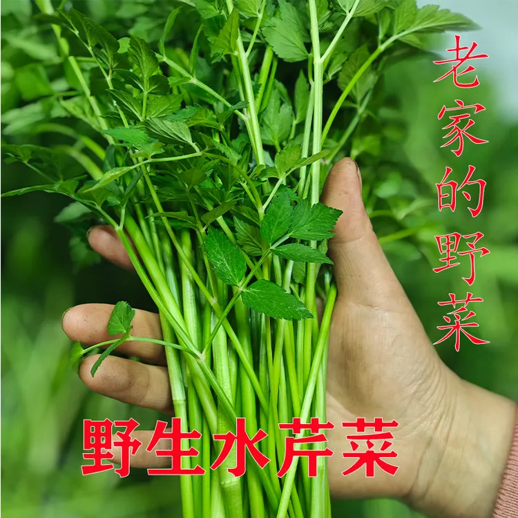 贵州大山里自然生长野生水芹菜