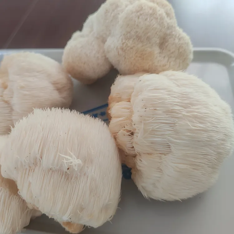 新鲜刚成熟的猴头菇