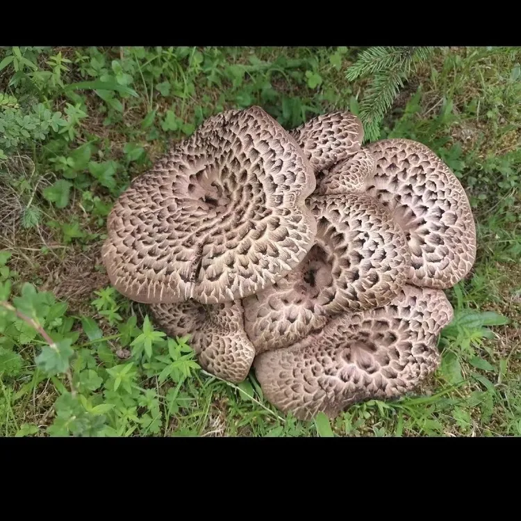 四川新鲜野生黑虎掌菌章子菌老鹰菌