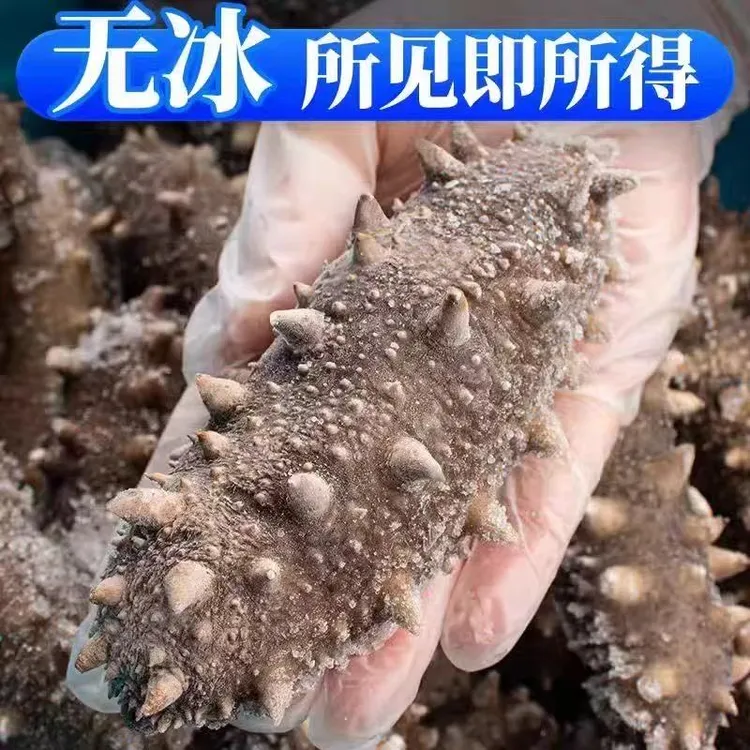 【朱敏海参】鲜食海参 13-15头/斤大连正宗辽刺参