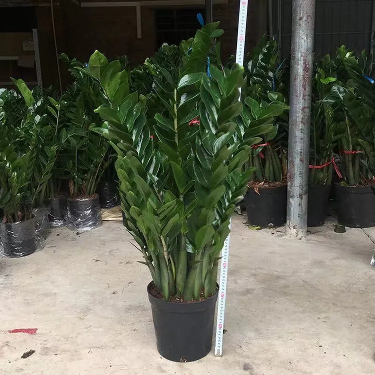 中颗金钱树绿植盆栽绿植万年青原盆原土摇钱树历史盆栽钱串子