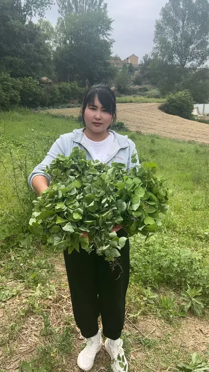 甘肃淫羊藿也叫小圆叶自然晾晒50克包邮