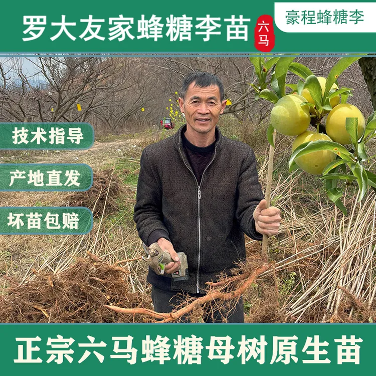 贵州六马正宗原产地蜂糖李原生苗镇宁蜂糖李苗六马蜂糖李盆栽裸根商品图