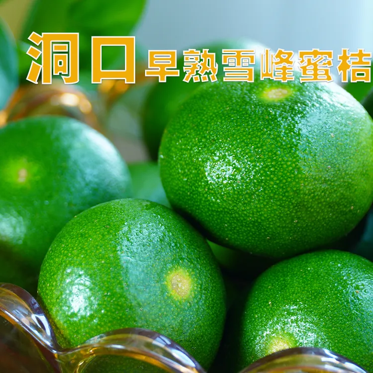 湖南邵阳洞口雪峰山下早熟蜜桔