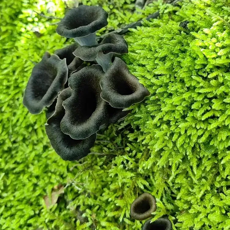 现采黑喇叭黑鸡油菌干炒饭炖汤味道极其鲜美