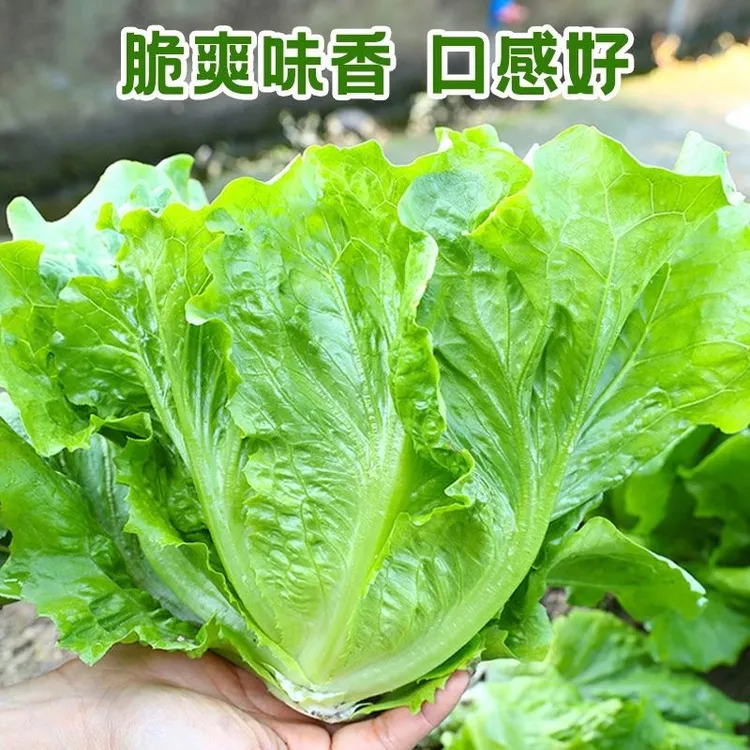 云南农家自种田园优选鲜嫩可口四季蔬菜奶油生菜如菠菜般清甜脆嫩