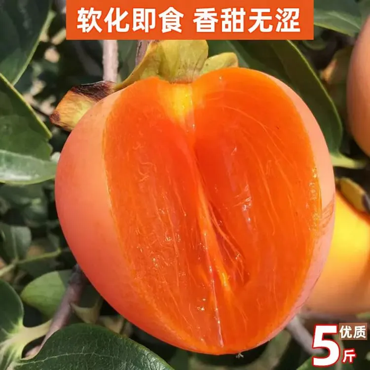 正宗富平大尖柿2025新鲜柿子应季整箱5斤甜柿软柿孕妇水果柿子