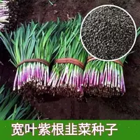 【全店满5元包邮】独根红韭菜种子韭菜种籽紫根红根宽叶大叶菜