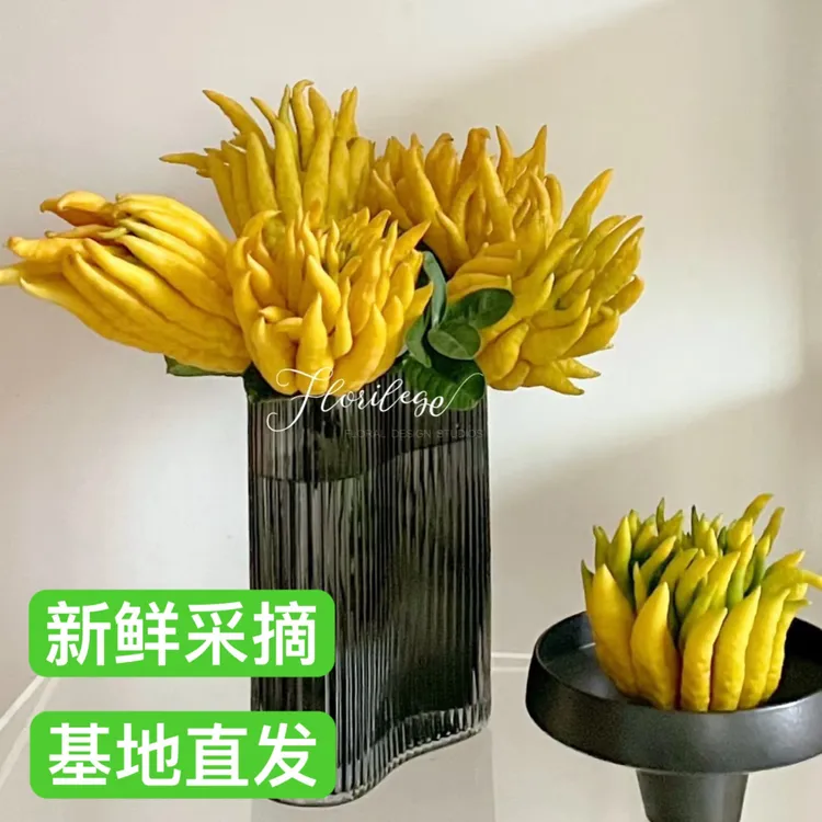 金华佛手果带枝果观赏闻香家居种植绿植