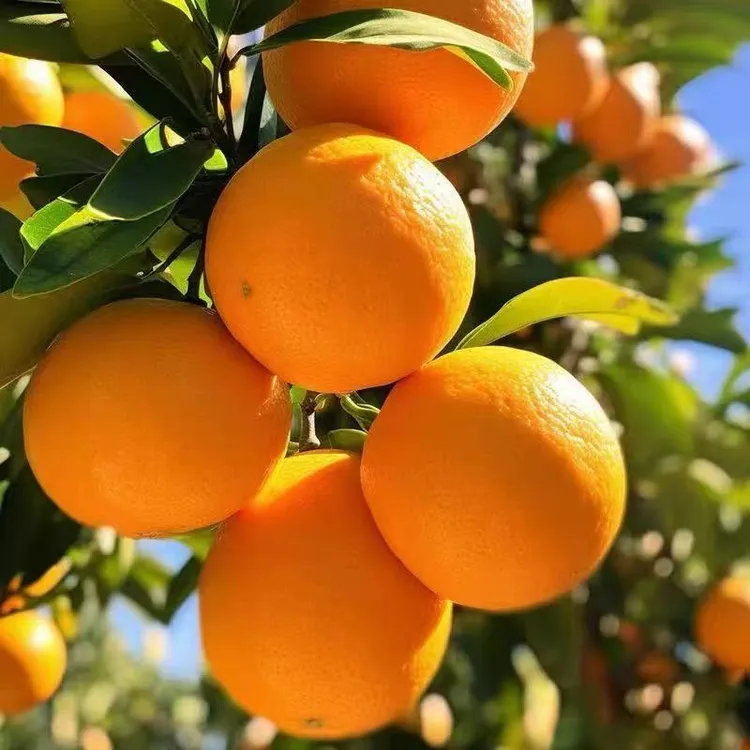 正宗赣南脐橙10斤橙子皮薄多汁入口化无籽无核渣甜而不腻新鲜采摘