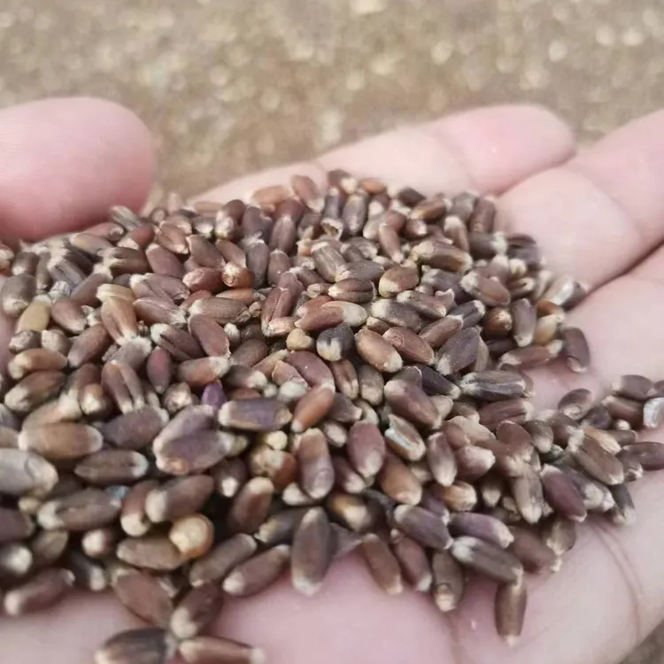 山东黑小麦带皮麦仁五谷杂粮黑麦种子磨面粉煮粥打豆浆做麦芽糖
