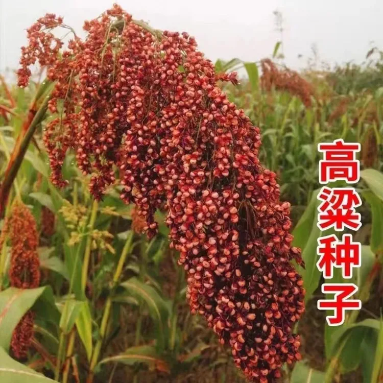 红高粱糯高粱酿酒扫帚高粱高产抗旱高粱家庭农科院种子高产种子