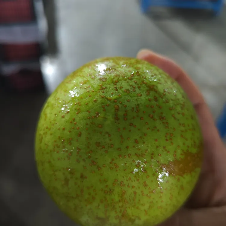 砀山精选花翠冠翠冠梨新鲜应季水果净重3斤现摘现发包邮